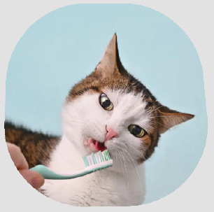 productos para gatos