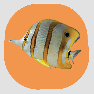 productos para peces