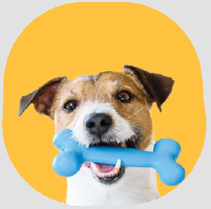 productos para perros