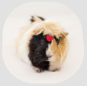 productos para roedores