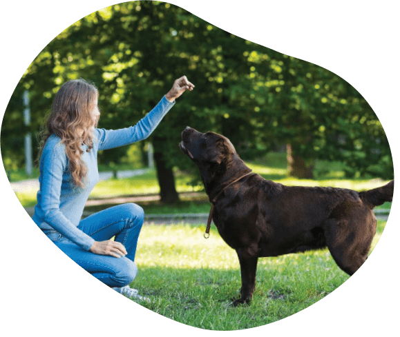 servicio de adiestramiento de perros