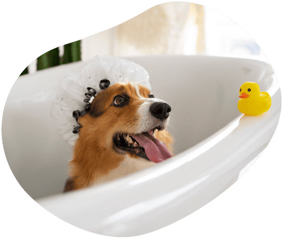 servicio de peluquería canina