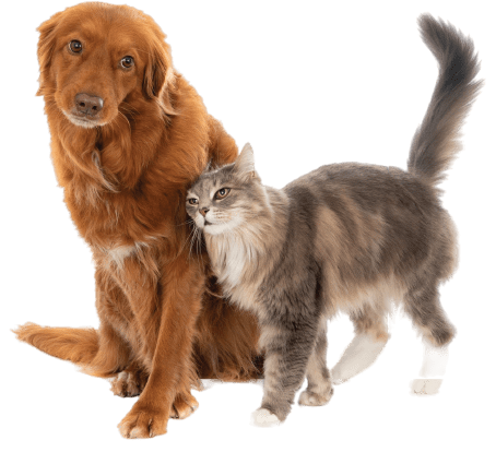 objetivos de Puppy Pup